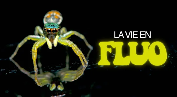 La vie en fluo