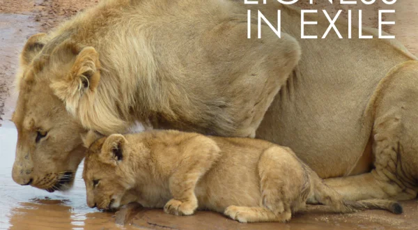 Lioness in Exile