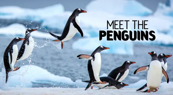 Meet The Penguins