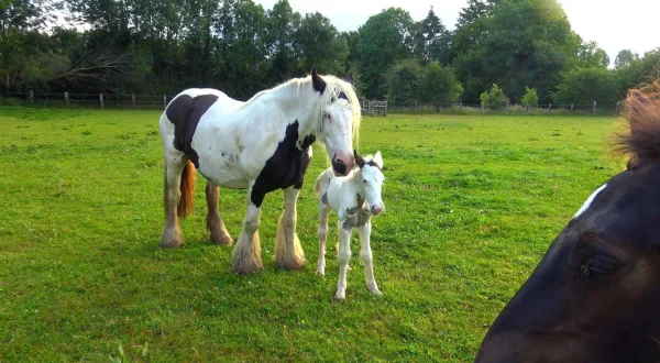 Au galop ! Une saison à cheval