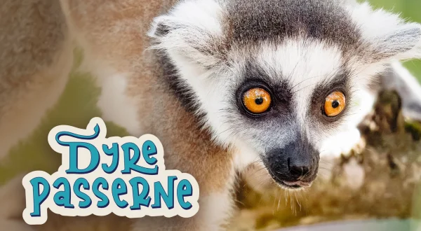 Dyrepasserne