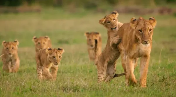 Secret Safari: Into the Wild