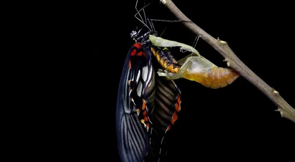 Acrobatic Cats And Butterfly Wings