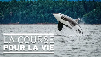 La course pour la vie