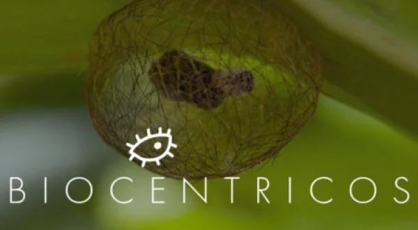 Biocêntricos