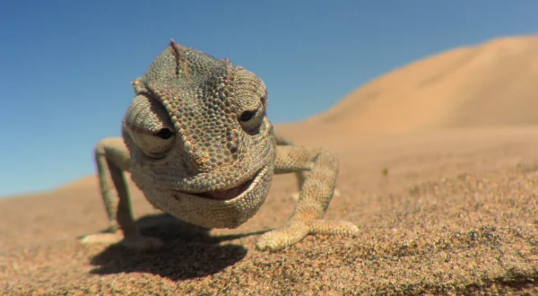 Impossible Animals