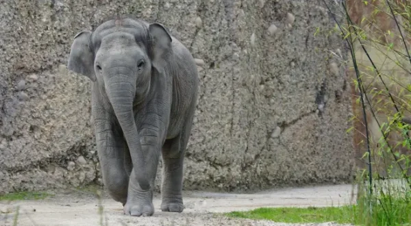 Asiatische Elefanten im Zoo Zürich