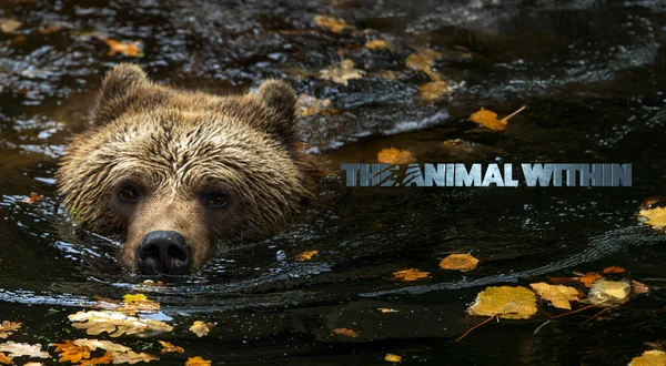 The Animal Within