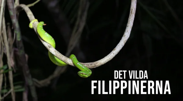 Det vilda Filippinerna