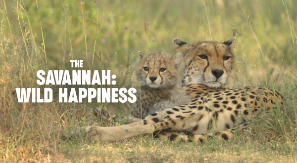 The Savannah: Wild Happiness
