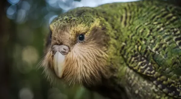 Origine native, Deidre et l'oiseau Kakapo