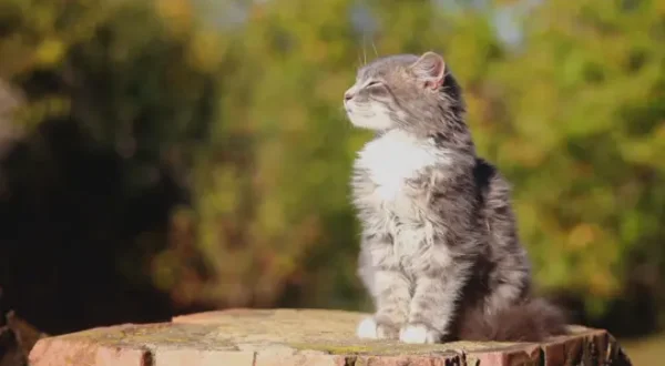 Heureux comme un chat