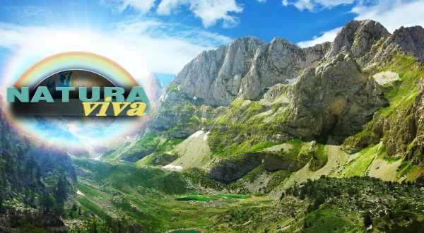 Natura viva
