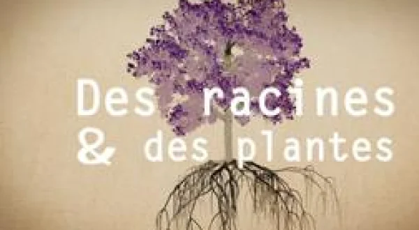 Des racines et des plantes