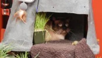 Hell's Cats