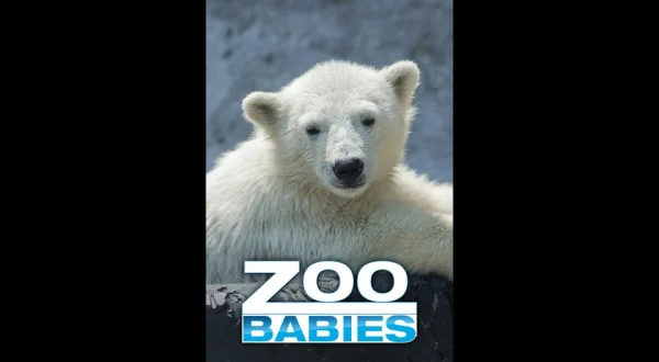 Zoo Babies