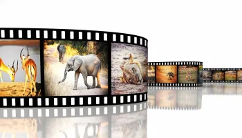 Africa 54