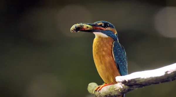 Ενυδρίδα: Προστάτης των Ποταμών | Otter: The River Guardian