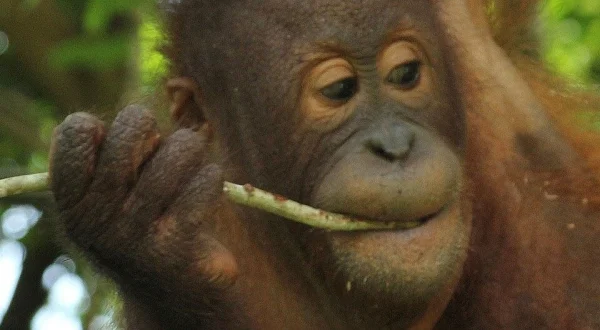Meet the Orangutans