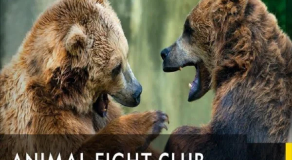Animal Fight Night