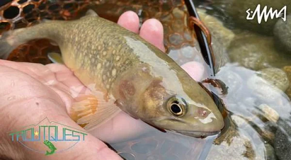 TROUT QUEST 32 岐阜石徹白川のイワナ
