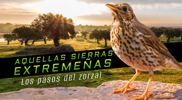 Aquellas Sierras Extremeñas: Los Pasos Del Zorzal