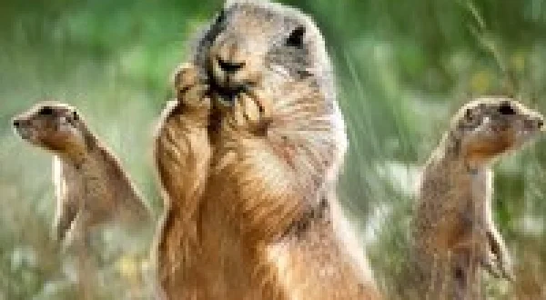 Prairie Dog Manor