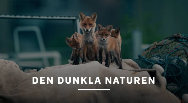 Den dunkla naturen
