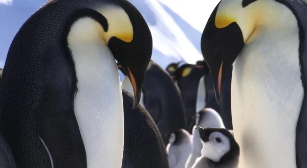 Tierische Superhelden