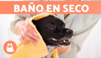 Cuida de su higiene