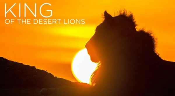 King of the Desert Lions