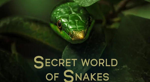 The Secret World of Snakes