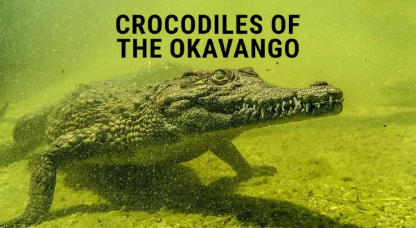 Crocodiles Of The Okavango