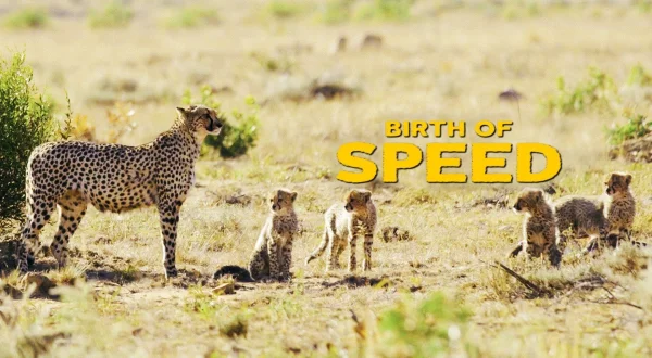 Birth Of Speed