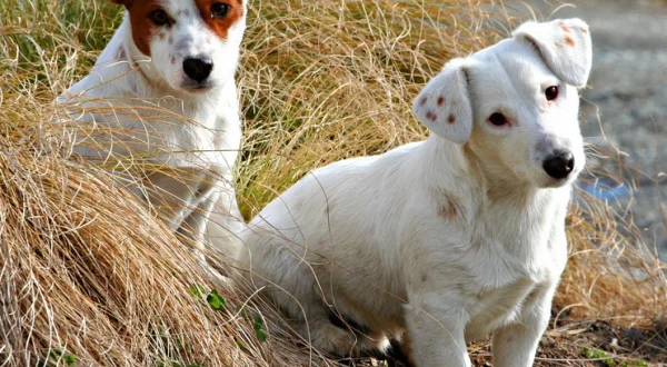 Was Tiere denken