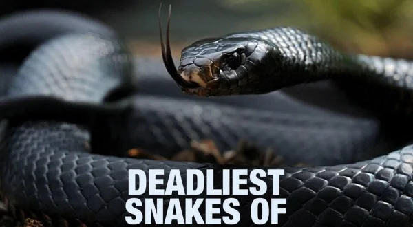 Deadliest Snakes of South Africa