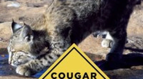 Cougar Country