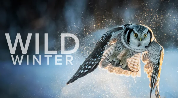 Wild Winter