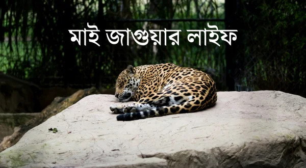 My Jaguar Life
