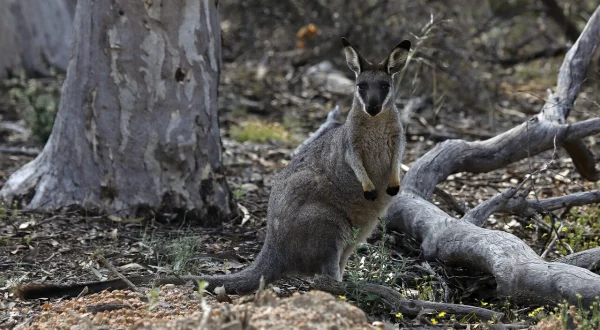 Mini Monster – Australiens flauschige Räuber