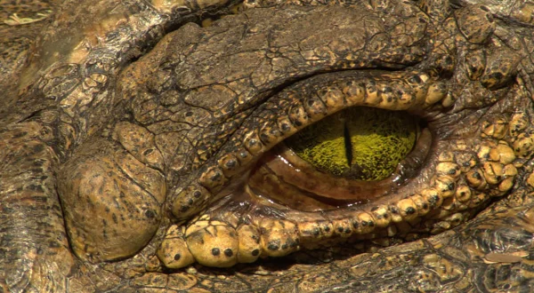 Μάχες Κροκοδείλων: Γκρουμέτι vs Μάρα | Croc Wars: Grumeti Vs Mara
