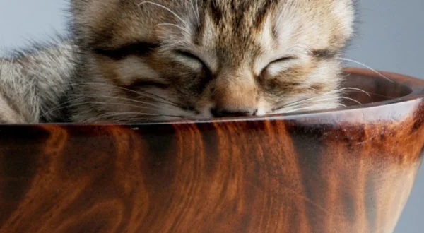 Cuidados básicos de los gatos