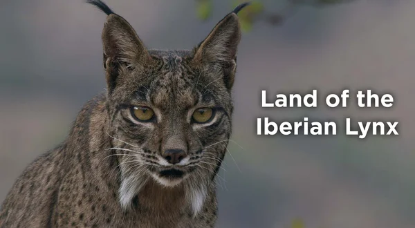 Land of the Iberian Lynx