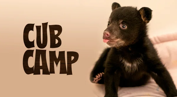 Cub Camp