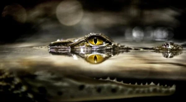 Croc Wars: Grumeti Vs Mara