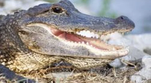 Destination Wild : Floride