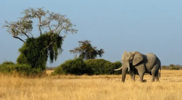 Safari durch Botswana