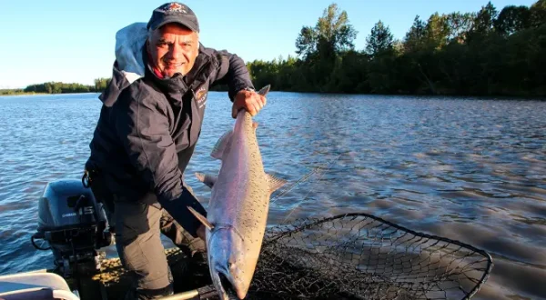 King Salmon am Lake Creek in Alaska