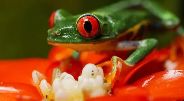 La magia della natura: Costa Rica