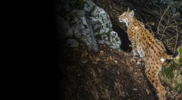 Le retour fragile du lynx